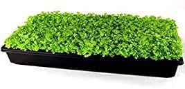 Tokyo Bekana Mustard Seeds: 1 Oz - Non-GMO Seeds for Vegetable & Herb Gardening, Growing Micro Greens