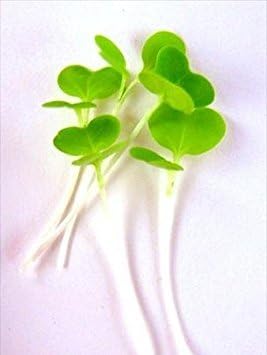 Tokyo Bekana Mustard Seeds: 1 Oz - Non-GMO Seeds for Vegetable & Herb Gardening, Growing Micro Greens