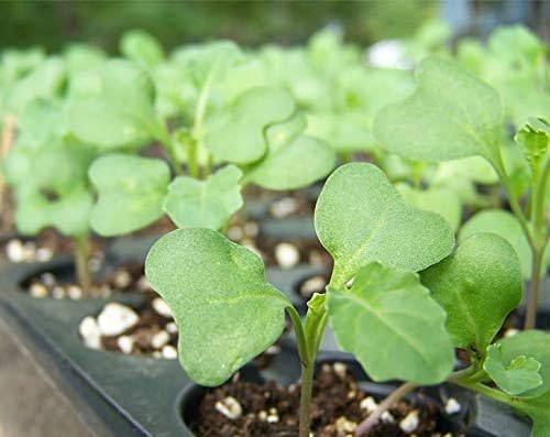 Food to Live Broccoli Seeds for Sprouting, 2 Pounds – Vegan, Kosher, Sirtfood, Bulk. Rich in Sulforaphane, Vitamin C, Vitamin A. Great for Growing Sprouts, Microgreens. High Germination Rate