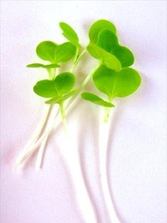 Tokyo Bekana Mustard Seeds: 4 Oz - Non-GMO Seeds for Vegetable & Herb Gardening, Growing Microgreens