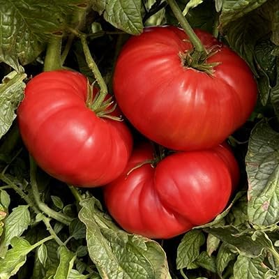 Watermelon Beefsteak Tomato Seeds - Large Tomatos - Delicious Tomato for Home Growing