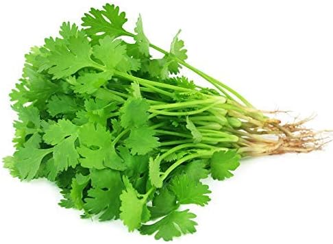 Mountain Valley Seed Co Slow Bolt Cilantro Herb Garden Seeds: 5 Gram Packet - Non-GMO Micro Greens & Herbal Gardening Seeds