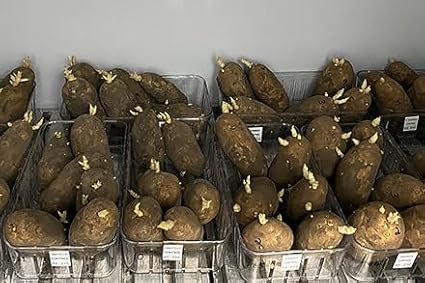 Idaho Russet Certified Potato Seed Real Whole Potatoes American Grown Non GMO Ready to Grow 3LBS