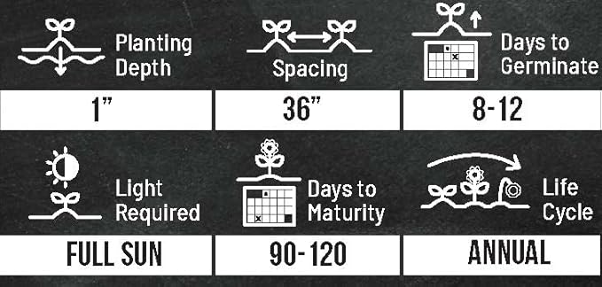 Small Sugar Pumpkin Seeds for Planting - Non-GMO Heirloom Packet with Instructions to Plant a Home Vegetable Garden - Great Gardening Gift - 25 Seeds Per Pack (1 Packet)