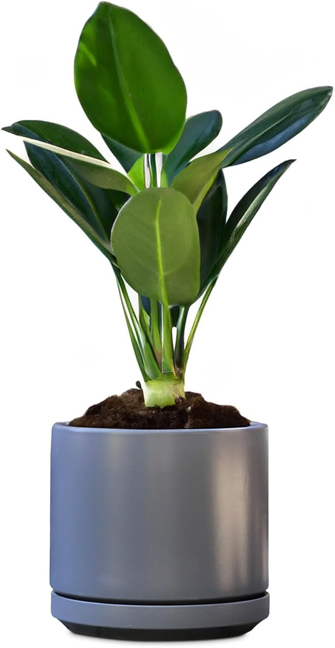 PLANTATOREM Ceramic 12 Inch Mid Modern Planter Pot with Drainage Hole and Saucer, Indoor Cylinder Round Flower Pot, Perfect for Planting Succulents, Herbs, Flowers, House Plants, Jet Grey