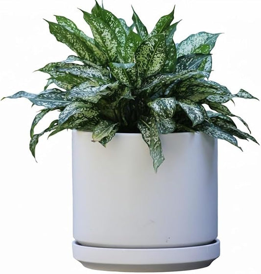 PLANTATOREM Ceramic 10 Inch Mid Modern Planter Pot with Drainage Hole and Saucer, Indoor Cylinder Round Flower Pot, Perfect for Planting Succulents, Herbs, Flowers, House Plants, Cloud White