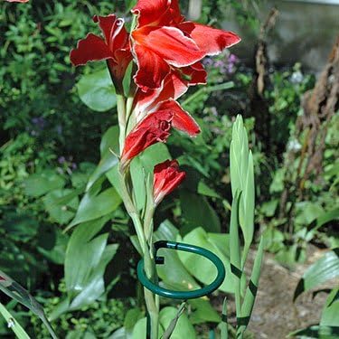 10 Pieces 36 inch Green Single Stem Plant Stakes Flower Support Rings,Gardening Planter Cages for Single Stem Flowers, Amaryllis,Peony, Lily,Narcissus