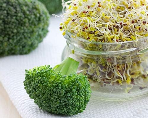 Food to Live Broccoli Seeds for Sprouting, 4 Pounds – Vegan, Kosher, Sirtfood, Bulk, Rich in Sulforaphane, Vitamin C, Vitamin A, for Growing Sprouts, Microgreens, High Germination Rate