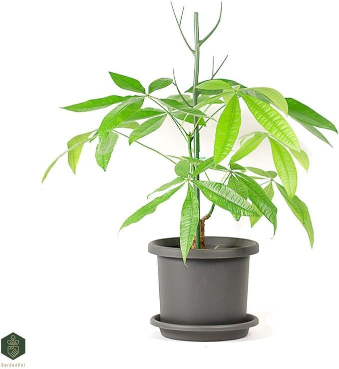 GardenPal 27.56" 6 Pack Detachable Twig Plant Support Stakes, Branch Sticks with Orchid Clips and Twist Ties, Blends with Plants - Ideal Plant Stakes for Indoor/Outdoor Use