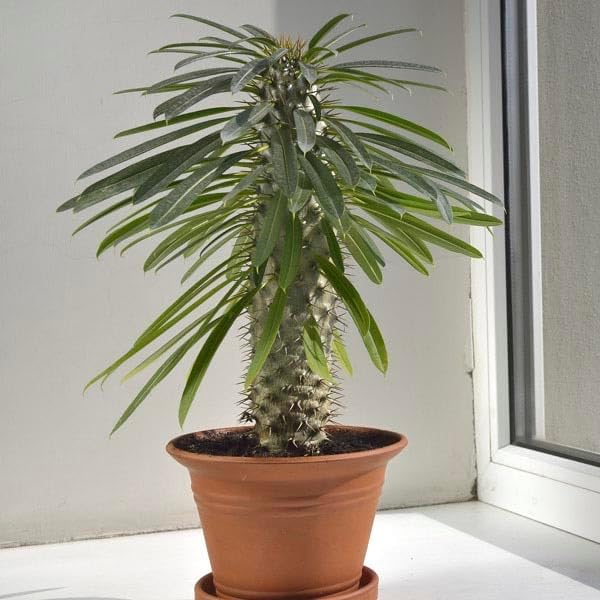 Gardenera Natural Mulch Cover - Naturally Suppress Weeds and Enhance Plant Growth - 4 QUARTS