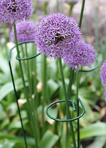 10 Pieces 24 inch Green Single Stem Plant Stakes Flower Support Rings,Gardening Planter Cages for Single Stem Flowers, Amaryllis, Peony, Lily,Narcissus