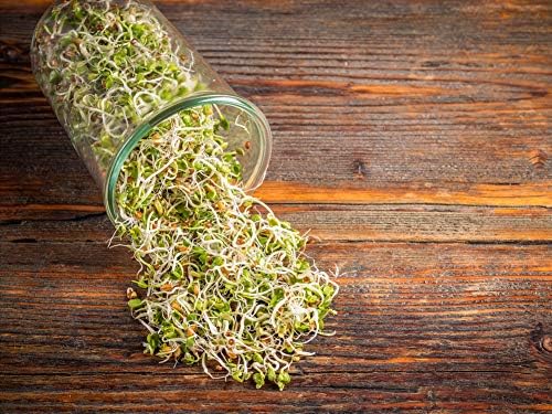Food to Live - Organic Radish Seeds for Sprouting, 1 Pound Non-GMO, Edible Seeds, Pure, Vegan, Kosher, Bulk. Spicy Flavor. Rich in Vitamin C. High Germitation Rate.