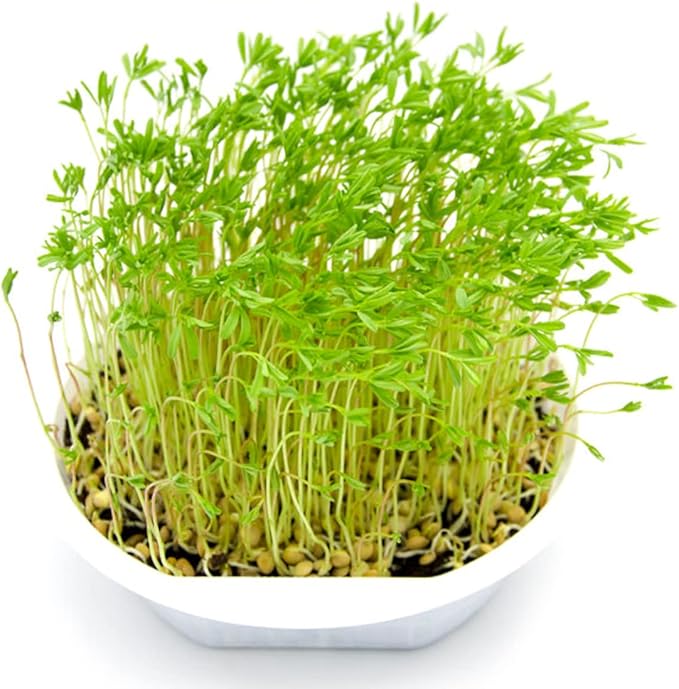 Todd's Seeds Sprouting Green Lentil Seeds, Heirloom, Non-GMO, Chemical Free, High Germinating (Quarter Pound)