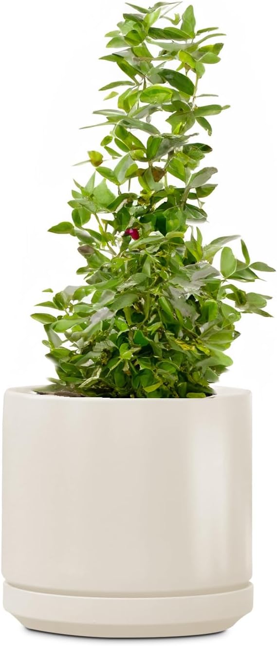 PLANTATOREM Ceramic 14 Inch Mid Modern Planter Pot with Drainage Hole and Saucer, Indoor Cylinder Round Flower Pot, Perfect for Planting Succulents, Herbs, Flowers, House Plants, Ivory Clay