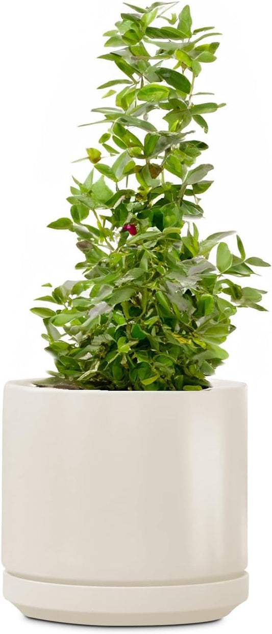 PLANTATOREM Ceramic 14 Inch Mid Modern Planter Pot with Drainage Hole and Saucer, Indoor Cylinder Round Flower Pot, Perfect for Planting Succulents, Herbs, Flowers, House Plants, Ivory Clay