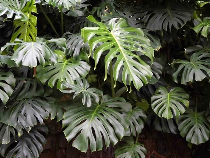 GARDENERA Premium Carambola Potting Soil Mix - Perfect Balance of Nutrients, Drainage, and Aeration for Thriving Starfruit Trees - 20 Quart