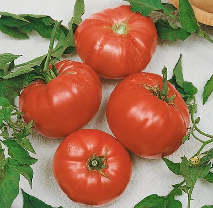 Watermelon Beefsteak Tomato Seeds - Large Tomatos - Delicious Tomato for Home Growing