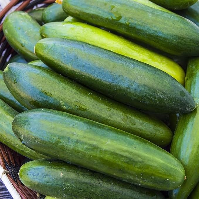 Park Seed Sir Crunch a Lot Hybrid Cucumber Seeds – Planting Cucumbers, Pack of 100, 60 Days to Maturity, Non-GMO, Long Vegetables, Bitter-Free Fruit, Disease-Resistant, Ideal for Garden & Containers