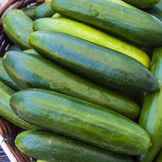 Park Seed Sir Crunch a Lot Hybrid Cucumber Seeds – Planting Cucumbers, Pack of 100, 60 Days to Maturity, Non-GMO, Long Vegetables, Bitter-Free Fruit, Disease-Resistant, Ideal for Garden & Containers