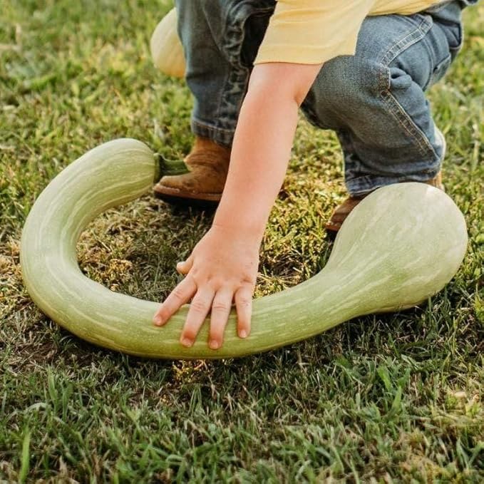 Tromboncino Rampicante Climbing Summer Squash - 25 Seeds - Rare Vining Zucchini Variety, Easy-to-Grow, Heirloom, Non-GMO Vegetable Seeds for Planting Outdoors in The Home Garden, Thresh Seed Company