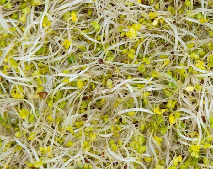 Food to Live Broccoli Seeds for Sprouting, 2 Ounces – Vegan, Kosher, Sirtfood, Bulk. Rich in Sulforaphane, Vitamin C, Vitamin A. Great for Growing Sprouts, Microgreens. High Germination Rate