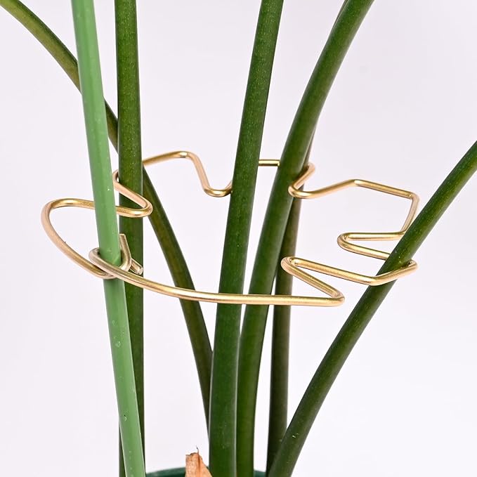GOOOXIM 5.5 * 4.7IN Monstera Stem Support Stake with Clips - 5Pcs Durable Climbing Plant Support for Monstera, Fishbone Cactus, Easy Installation, for Plant Lovers
