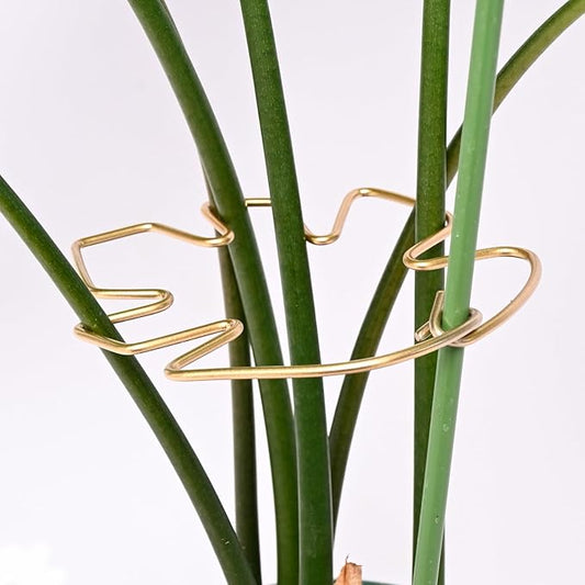Monstera Plant Stem Support System - 5 Piece Set (5.5x4.7in) | Durable Plant Support Stakes for Climbing Plants & Fishbone Cactus | Ideal Leaf Stabilizer for Indoor Plants & Monstera Care