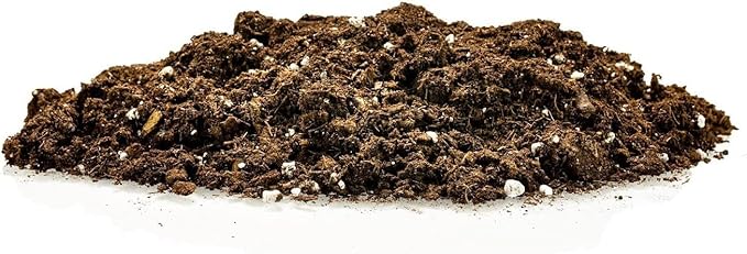 GARDENERA Premium Snake Plant Potting Soil Mix, Green Sansevieria Trifascatia Zeylanica Plants, Plant or Re-Pot Your Snake Plant - (1 Quart Bag)