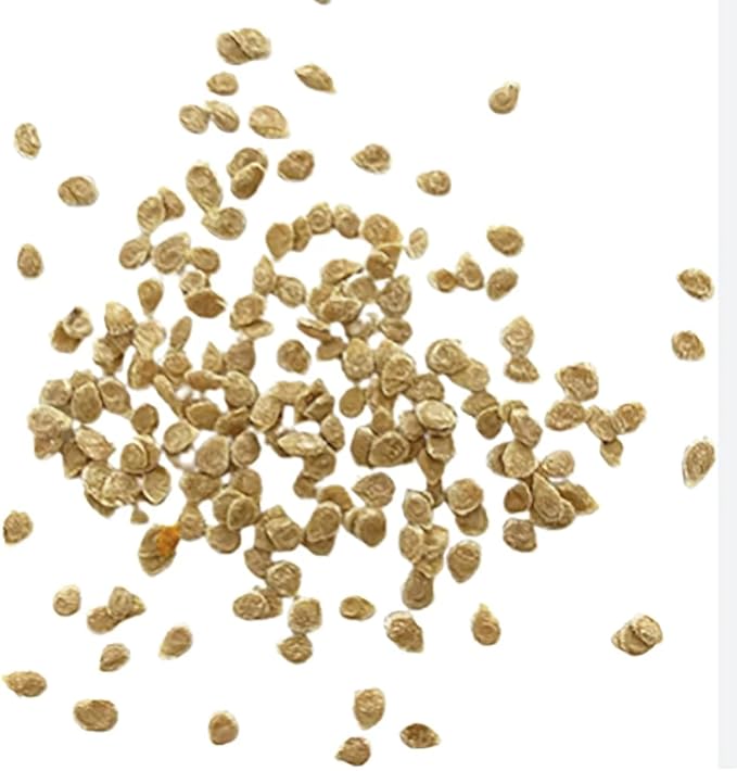 Watermelon Beefsteak Tomato Seeds - Large Tomatos - Delicious Tomato for Home Growing