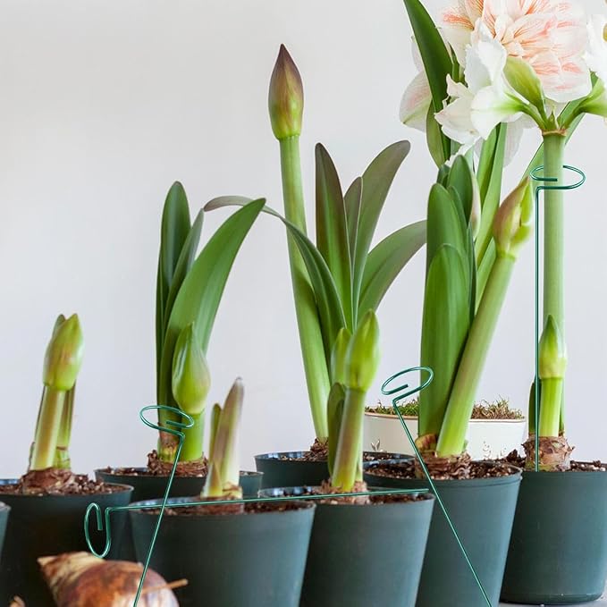 Green 24 inch Single Stem Plant Stakes Flower Support Rings, Pack of 20,Gardening Planter Cages for Single Stem Flowers, Amaryllis, Peony, Lily,Narcissus