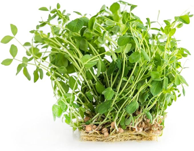 Todd's Seeds Sprouting Green Lentil Seeds, Heirloom, Non-GMO, Chemical Free, High Germinating (Quarter Pound)