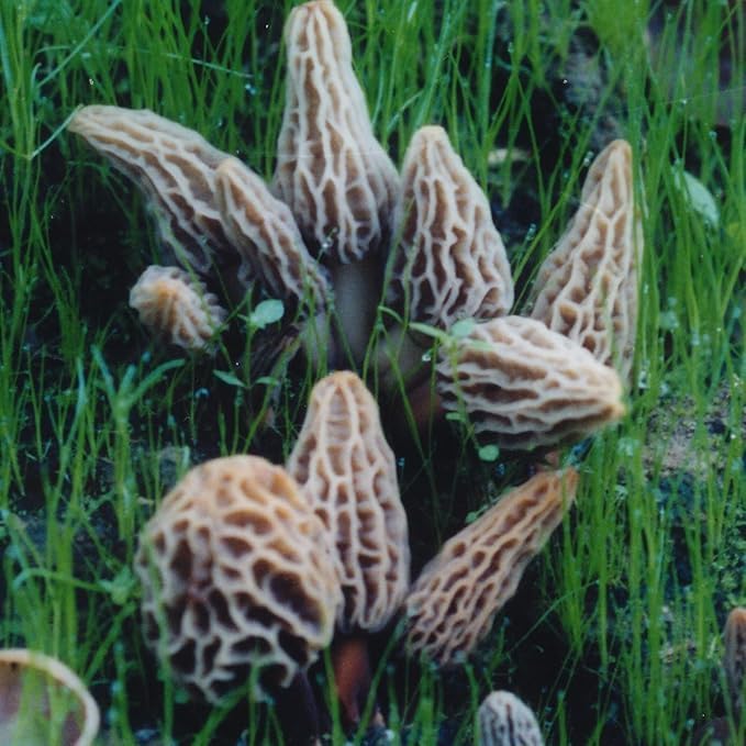 Morel Habitat Kit® & Morel Sticker. Morel Habitat Kit ® Compatible with Any Soil Type Across The U.S., Outdoor Garden & Backyard Cultivation Set with Full Instructions - Made in The USA