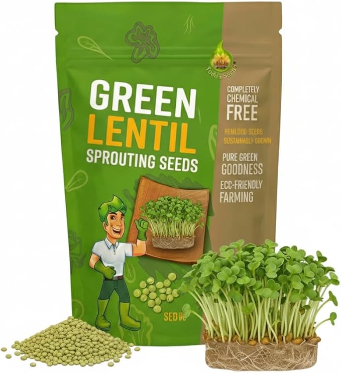 Todd's Seeds Sprouting Green Lentil Seeds, Heirloom, Non-GMO, Chemical Free, High Germinating (Quarter Pound)