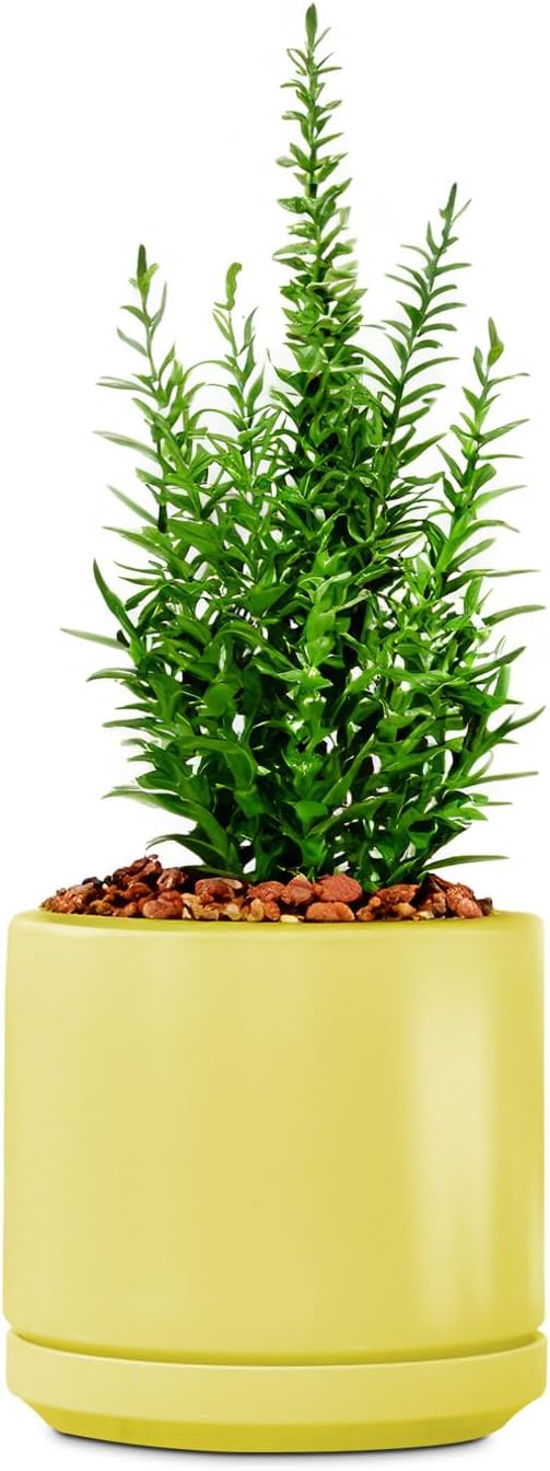 PLANTATOREM Ceramic 10 Inch Mid Modern Planter Pot with Drainage Hole and Saucer, Indoor Cylinder Round Flower Pot, Perfect for Planting Succulents, Herbs, Flowers, House Plants, Bumblebee