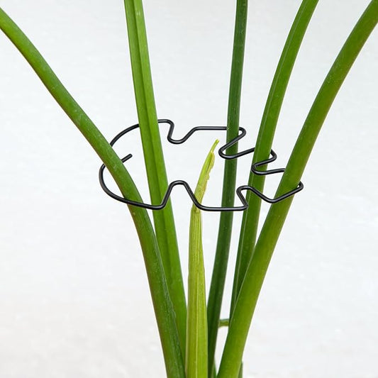 Monstera Plant Stem Support Set - 5pcs 4.13x2.95 inches Durable Supports for Indoor Climbing Plants - Easy-to-Use Stabilizers for Healthy Growth and Elegant Garden Decor