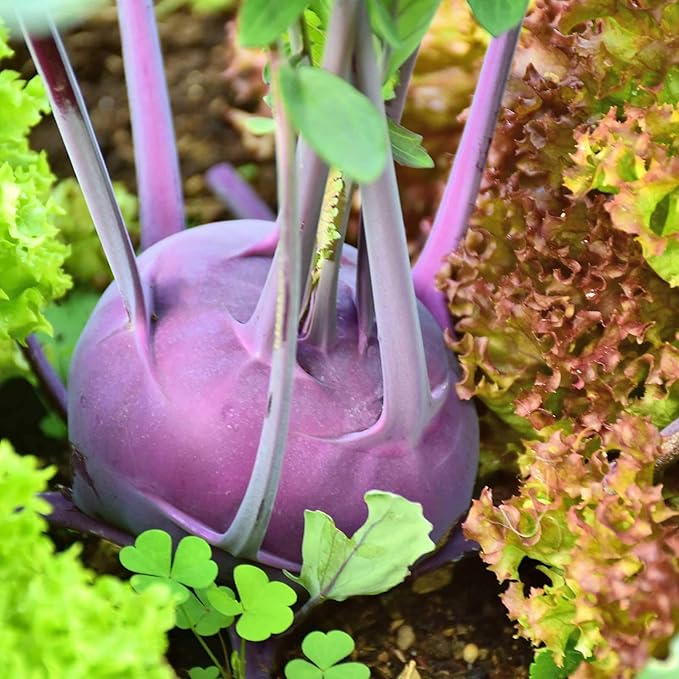 Purple Vienna Kohlrabi Seeds: 1 Lb - Non-GMO Vegetable Garden & Micro Greens Growing Seed
