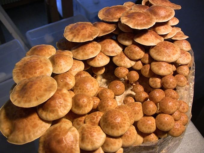 12 Jars Mushroom Growing Kit Ultimate Fast Automated Cultivation Equipment