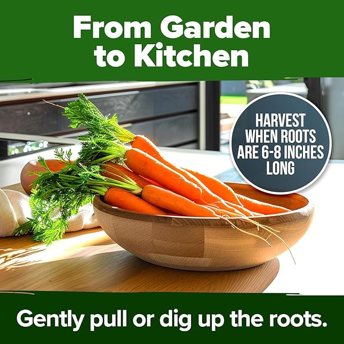 HOME GROWN Tendersweet Carrots Seeds 1 Pack - 3000 Non-GMO Heirloom Carrot Seeds for Planting Outdoors (Daucus carota subsp. sativus)