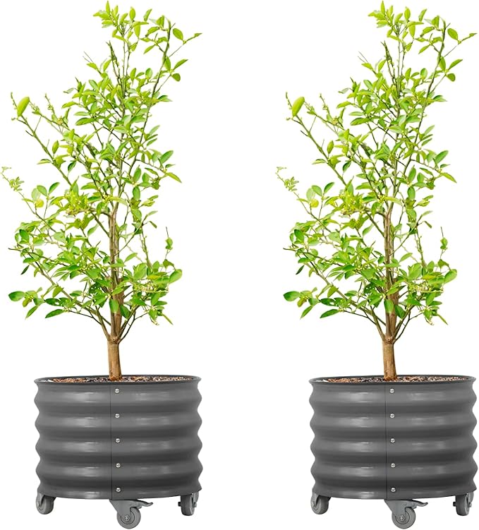 Rolling Metal Citrus Tree Planter Pot, 21″ Round Planter Box for Porch Patio & Backyard, 20 Gallon Large Planter Pot with Wheels for Growing Trees Tomatoes Vegetables and Flowers, 2 Pack Modern Gray