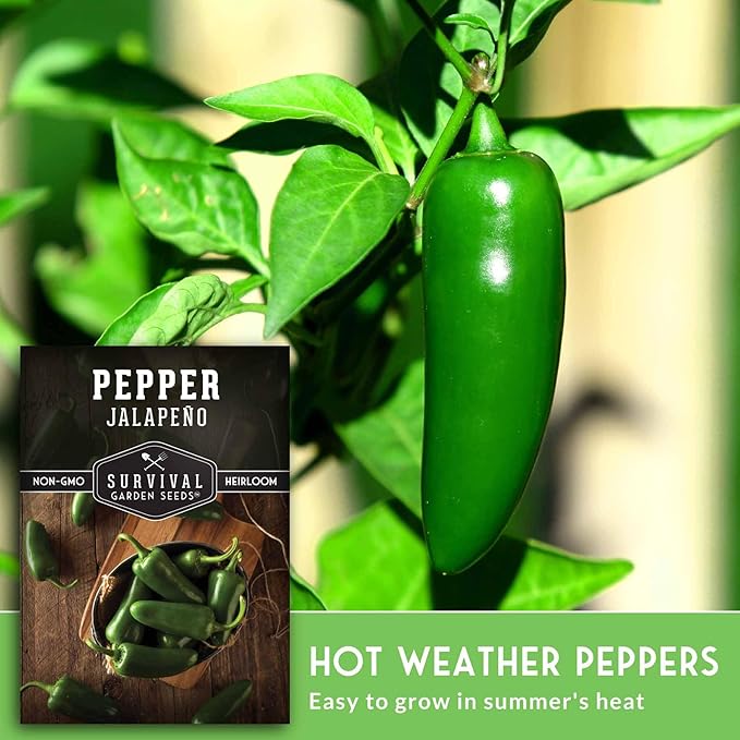 Jalapeño Pepper Seeds for Planting | Hot Heirloom Non-GMO Peppers for Pickling & Salsas – Survival Garden Seeds (3 Packs)