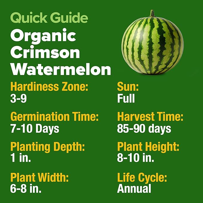 HOME GROWN Non GMO Organic Watermelon Vegetable Seeds (Crimson Sweet) 15 Non-GMO, Heirloom Water Melon (7g) for Planting in Home Gardens or Beds Outdoors Citrullus lanatus