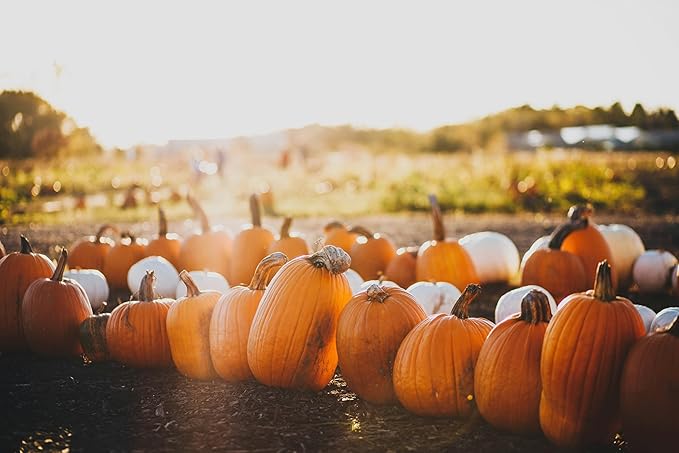 Park Seed Howden Pumpkin Seeds – Non-GMO, Classic Deep Orange Pumpkins for Carving & Display, High-Yielding Plants, 20–30 lb Fruits, Ribbed Halloween Favorite, Pack of 25