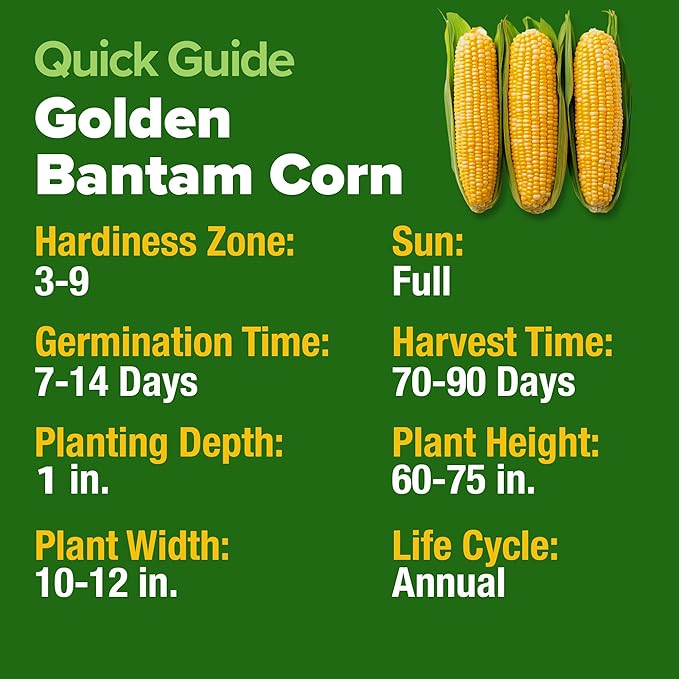 HOME GROWN Non GMO Golden Bantam Corn 1 Pack 100 Heirloom Vegetable Seeds Grow Sweet Corn Outdoors Easy for Beginners & Great for Home Gardeners High Germination (Zea mays)