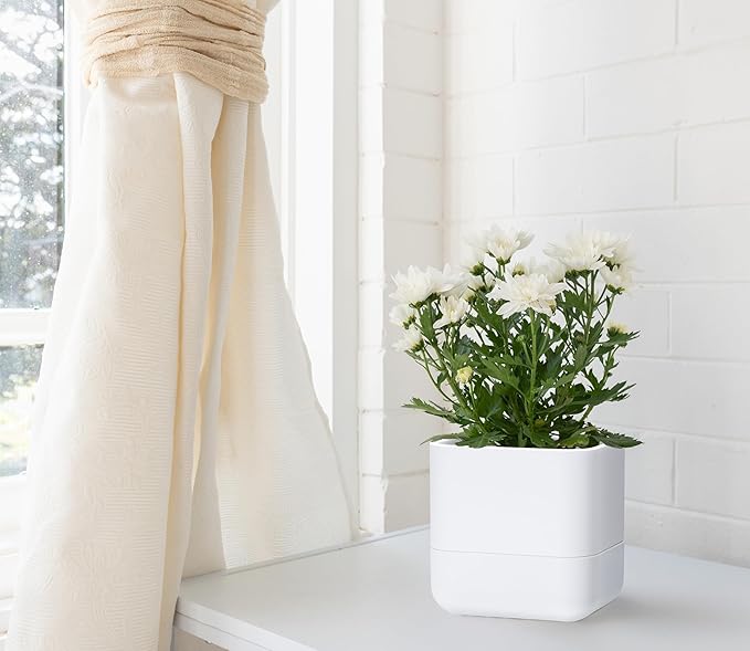 Phoenix Vine 6.5-Inch Wall Mounted Self-Watering Planter Pot for Indoor Houseplants and Herbs | Modern Hanging Planter for Window Sills, Bathroom Walls, Home & Office Décor, White, Set of 3, 01-WP-W-3