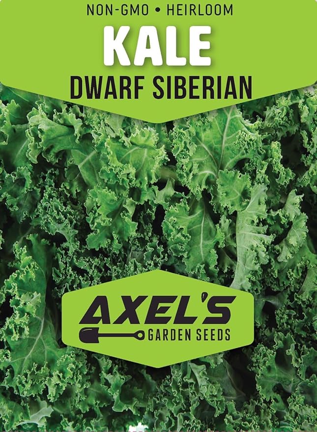 Dwarf Siberian Kale Seeds for Planting – Plant & Grow Heirloom Non-GMO Dwarf Siberian Kale in Home Outdoor Vegetable Garden, Brassica Napus – 2 Packets