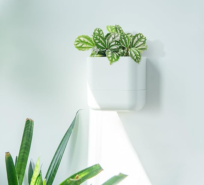 Phoenix Vine 6.5-Inch Wall Mounted Self-Watering Planter Pot for Indoor Houseplants and Herbs | Modern Hanging Planter for Window Sills, Bathroom Walls, Home & Office Décor, White, Set of 2, 01-WP-W-2