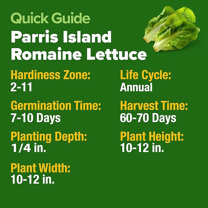 HOME GROWN Non GMO Parris Island Romaine Lettuce 3,500+ High Germination Heirloom Lettuce for Planting Crisp Heads for Garden & Hydroponics, Indoor Outdoor (Lactuca Sativa)