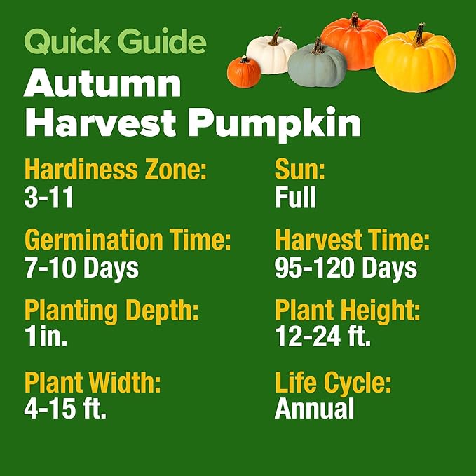 HOME GROWN Non GMO 5 Pumpkin Seeds Mix - 40 Seeds Heirloom Pumpkin for Planting Ideal Garden for Unique Varieties Yellow Paris and Casper, Culinary and Decorative Use