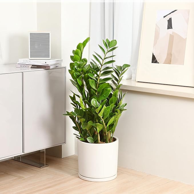 Kazeila 12 Inches Ceramic Planter Pot - Saucer and Drainage Hole - Full Glazed - Matte White