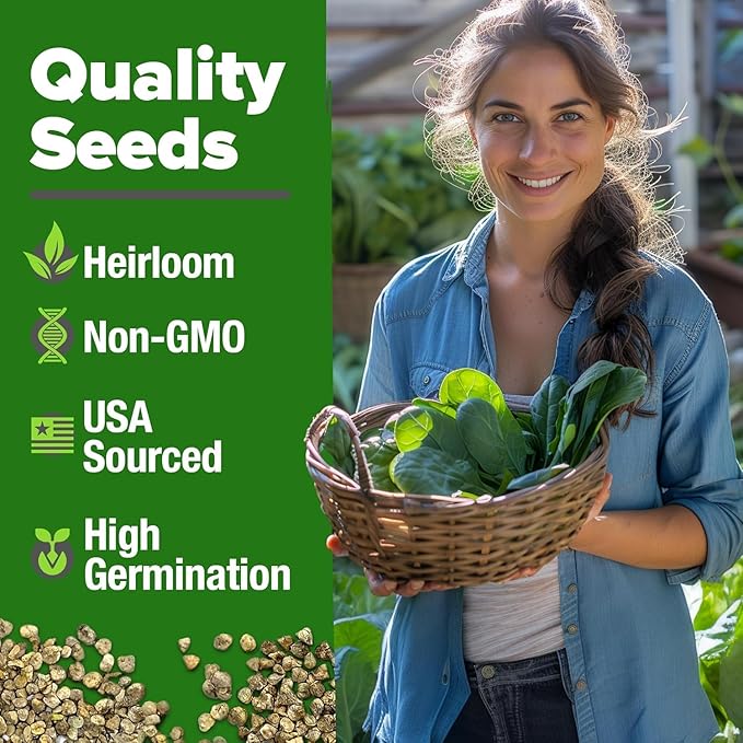 HOME GROWN Non GMO Bloomsdale Spinach Seeds Pack 353 Heirloom Seeds High Germination Spinach for Indoor, Outdoor, Hydroponic Planting & Home Gardens (Spinacia oleracea)